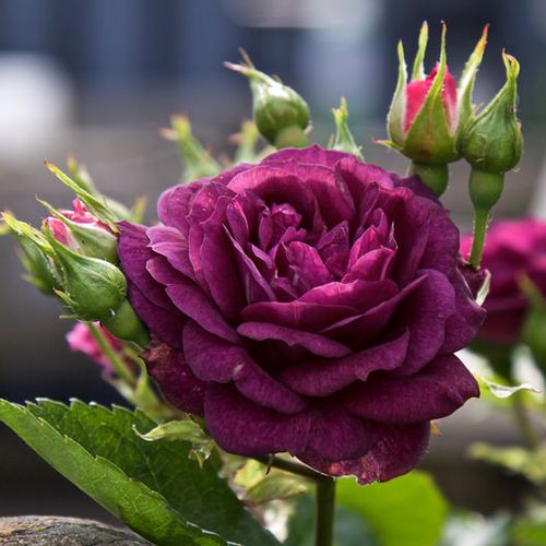 Rosa Wekfabpur - violet - Trandafir copac cu trunchi înalt - cu flori în buchet - coroană tufiș